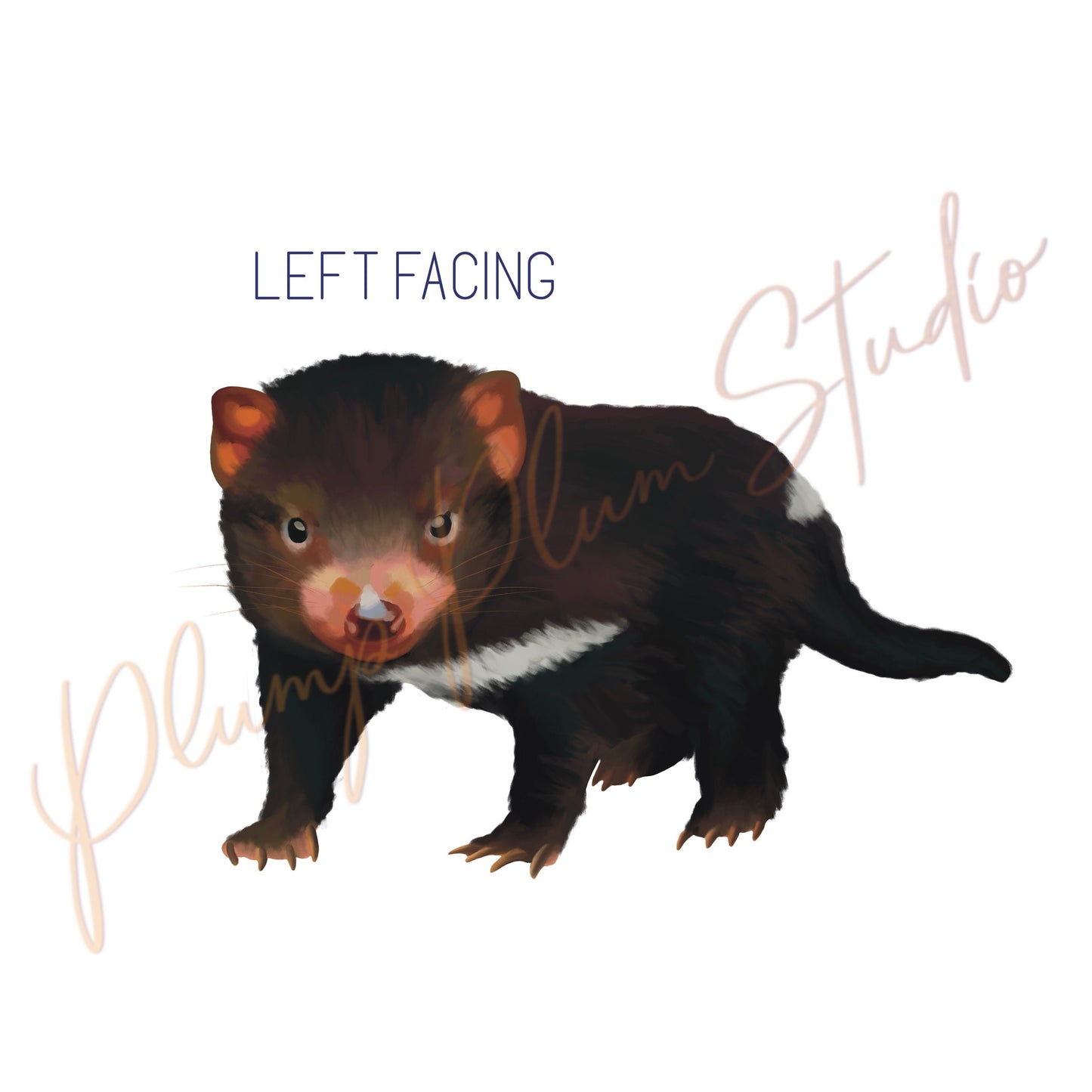 Realistic Tasmanian Devil decal, Australian animal sticker, Tasmanian Devil art, Australian nursery art gift, fabric wall decal
