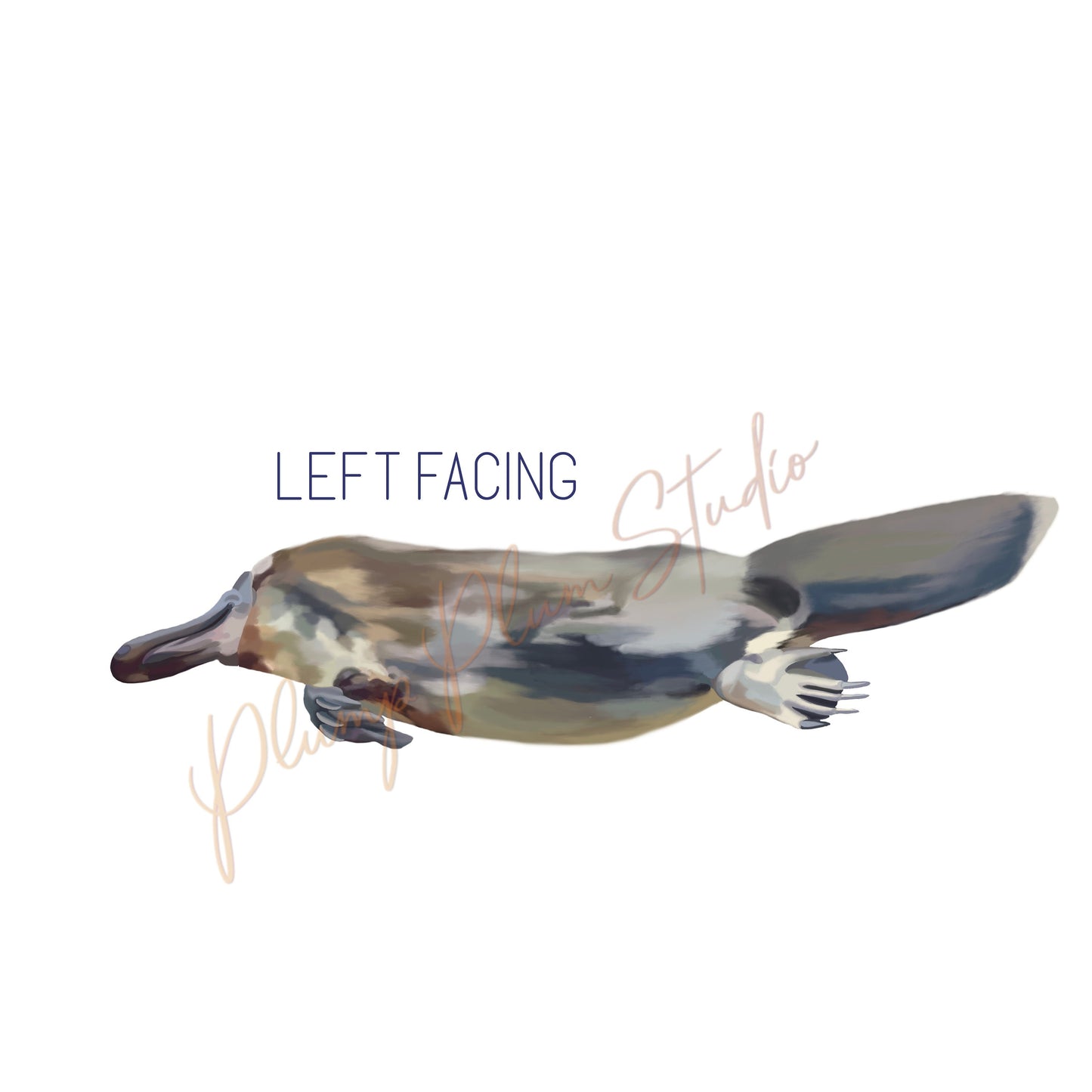 Realistic swimming platypus decal, Australian duck billed platypus sticker, illustrated platypus, repositionable luxury textured vinyl decal