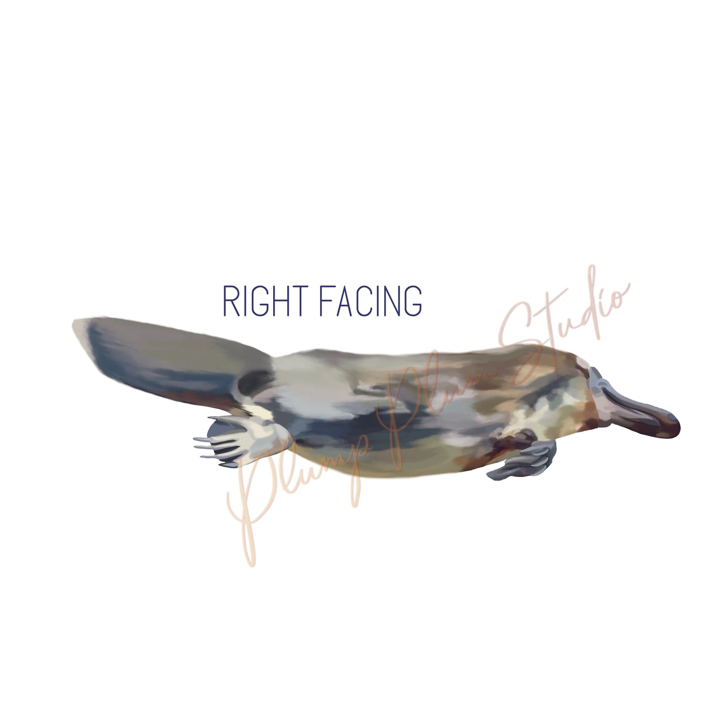 Realistic swimming platypus decal, Australian duck billed platypus sticker, illustrated platypus, repositionable luxury textured vinyl decal
