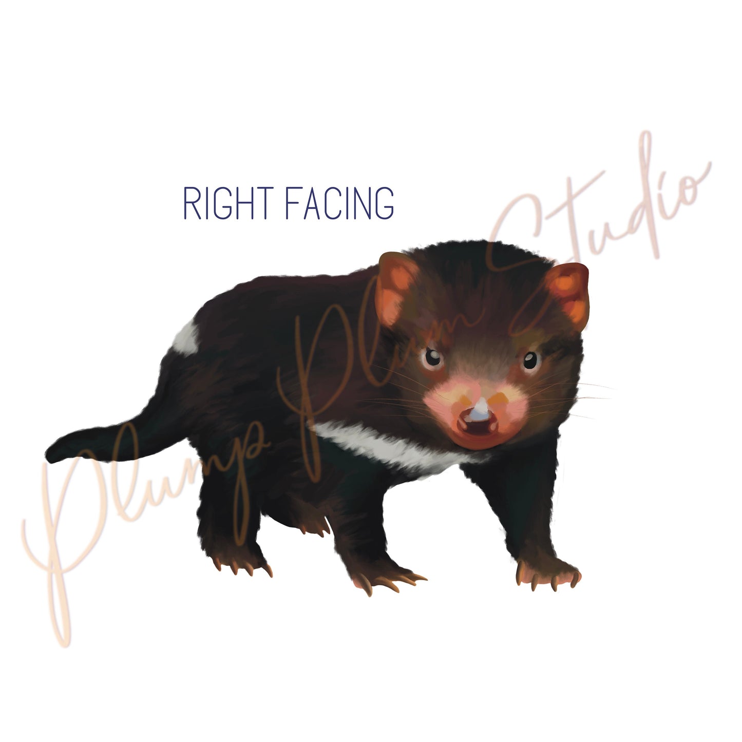 Realistic Tasmanian Devil decal, Australian animal sticker, Tasmanian Devil art, Australian nursery art gift, fabric wall decal