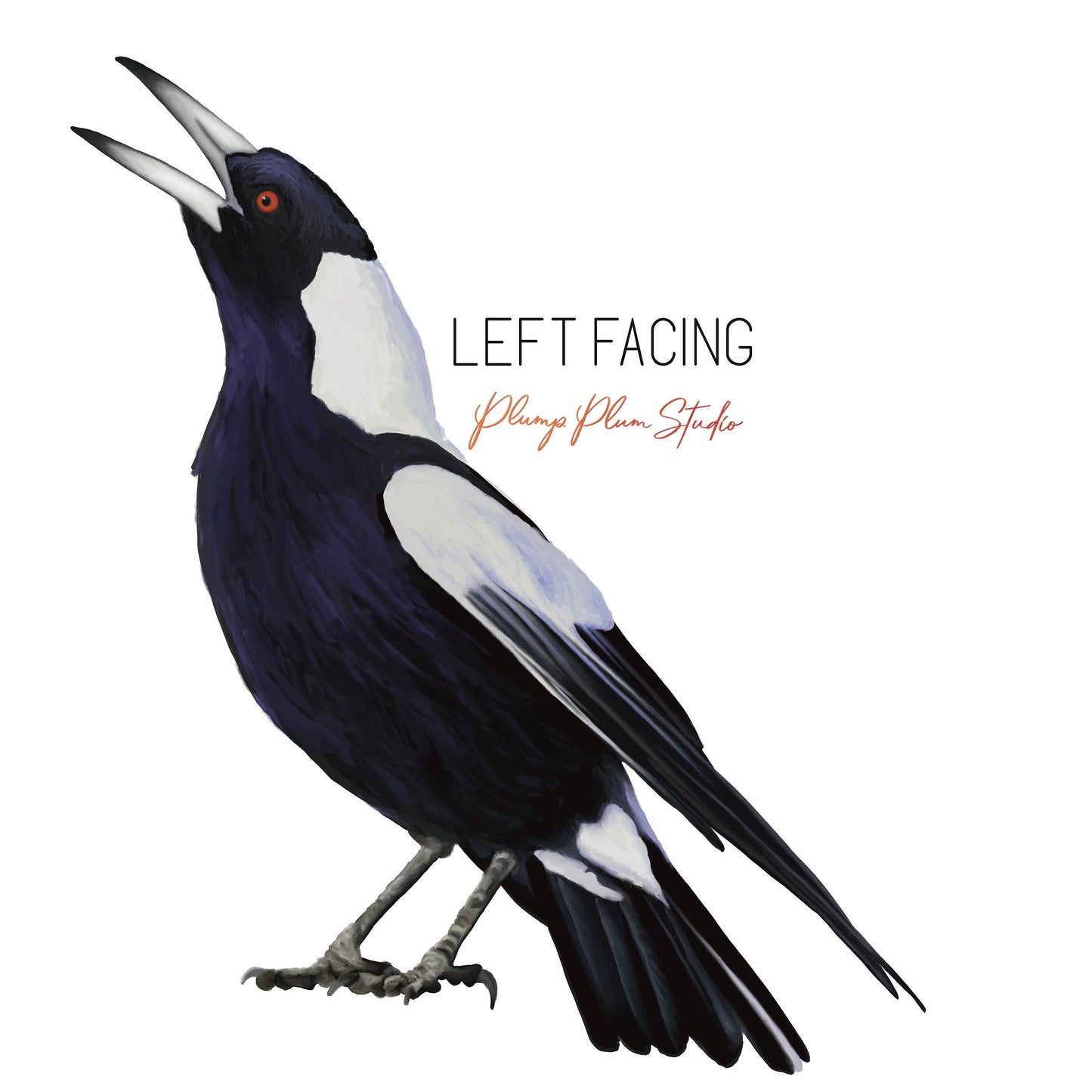 Magpie decal, Australian Magpie, Bird lover gift, black and white bird sticker, peel and stick, repositionable vinyl wall decal, car decal