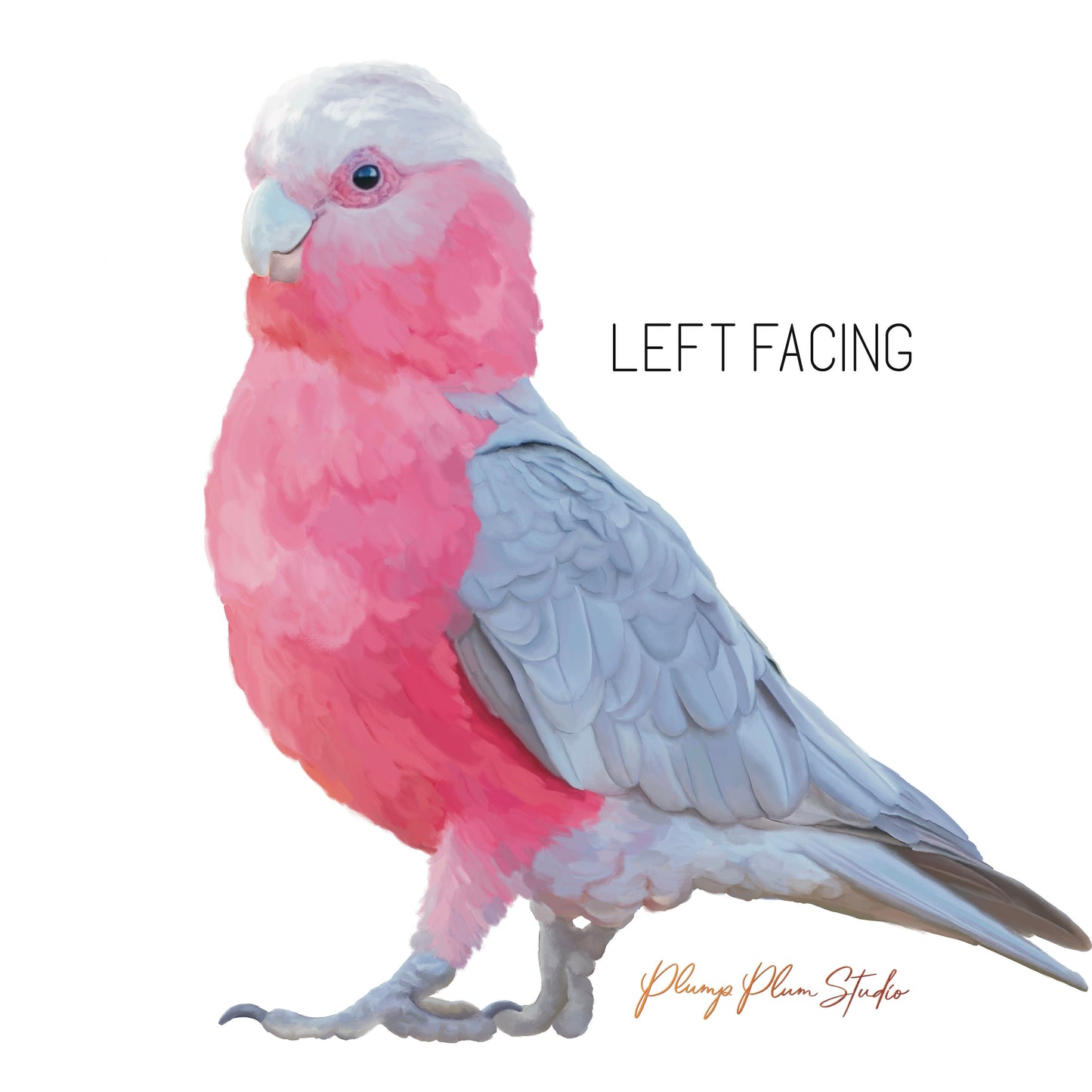 Aussie Pink Galah decal, Pink parrot sticker, Australian galah, indoor/outdoor textured vinyl, Bird lovers gift, Australian wildlife decor