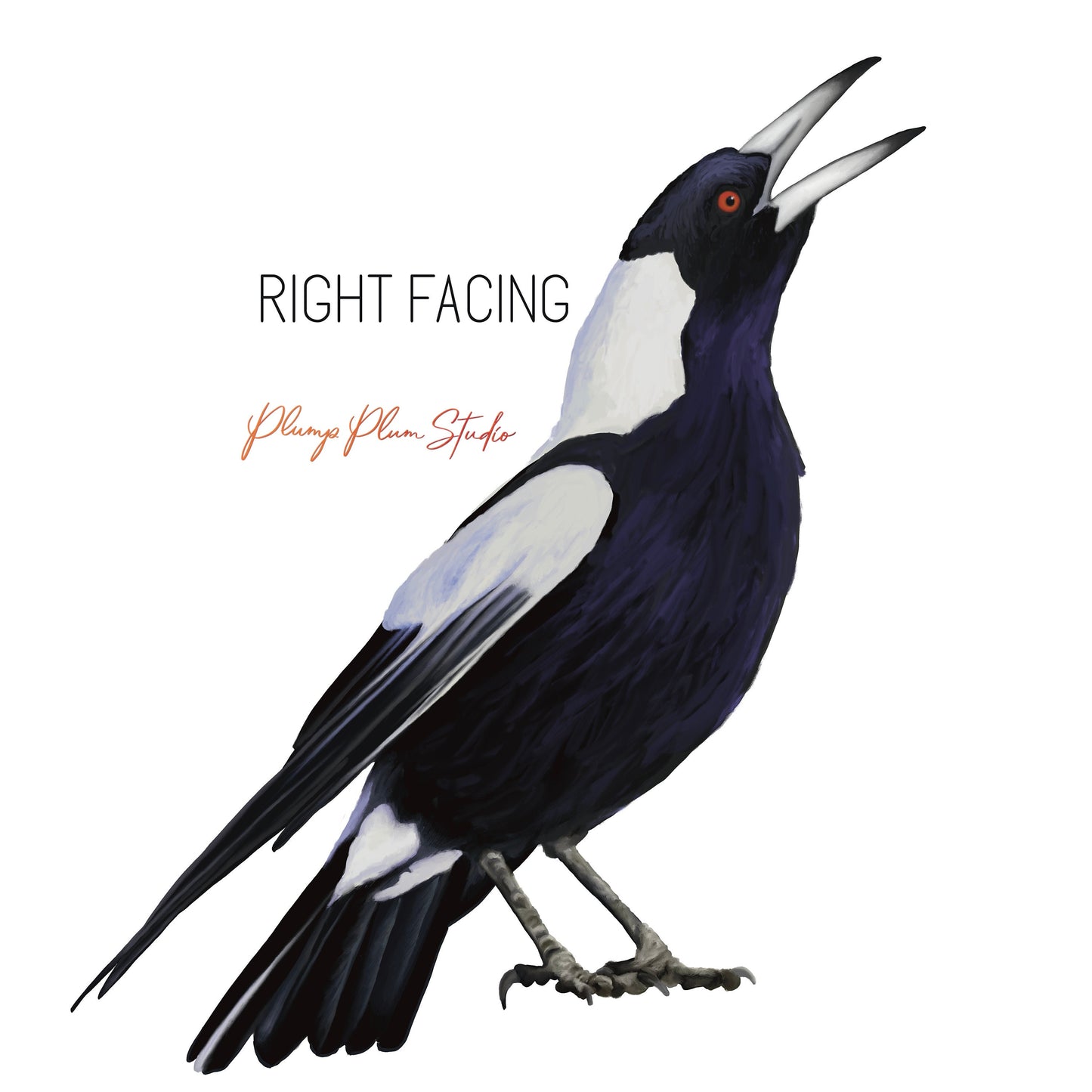 Magpie decal, Australian Magpie, Bird lover gift, black and white bird sticker, peel and stick, repositionable vinyl wall decal, car decal