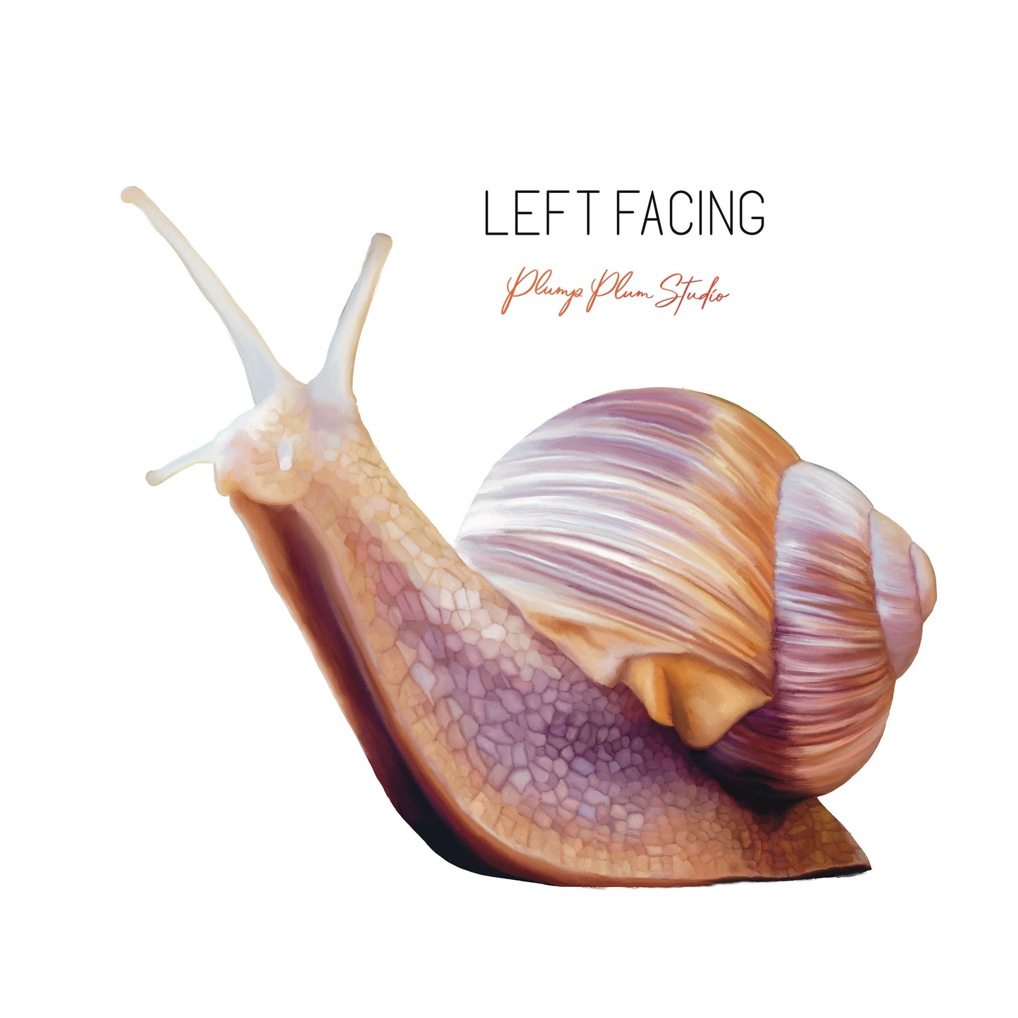 Realistic snail decal, illustrated Common snail sticker, cute garden snail, nature lover gift, light switch decal, textured vinyl, car decal