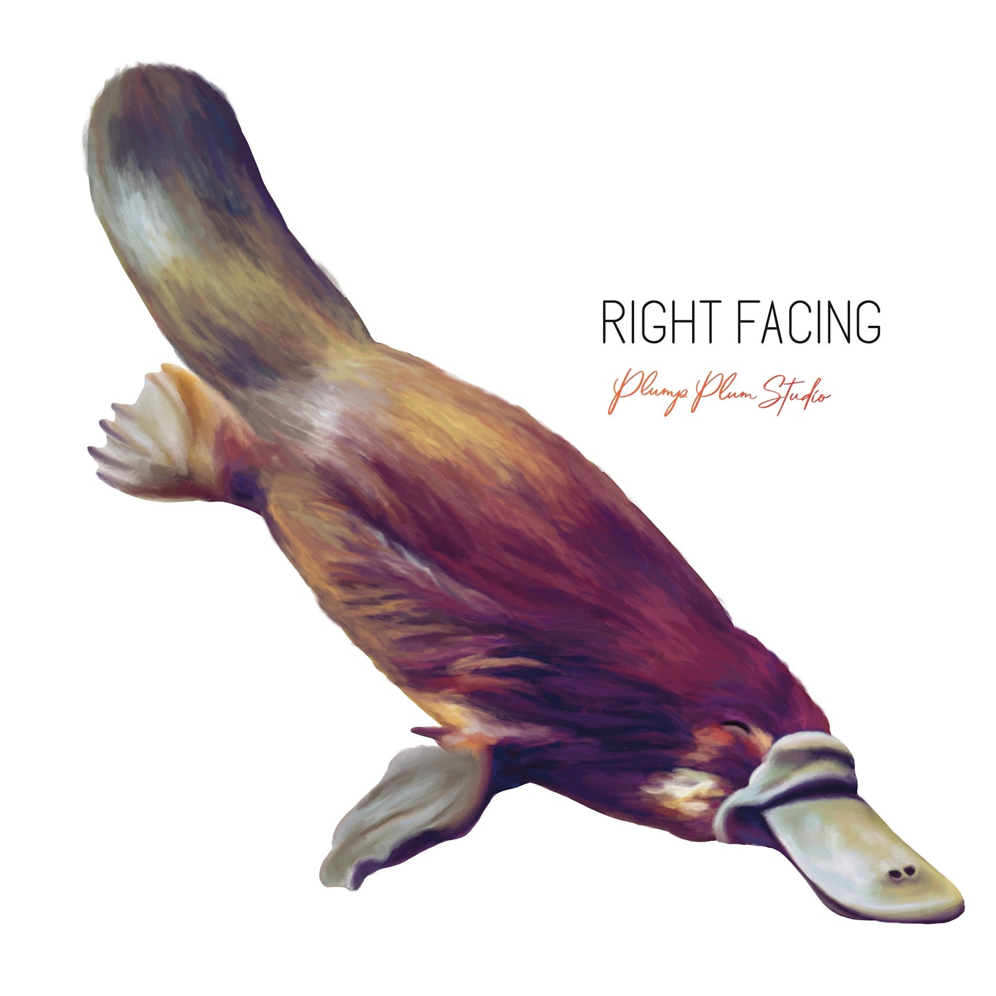Realistic swimming platypus decal, Australian duck billed platypus sticker, illustrated platypus, Australian animal, repositionable vinyl