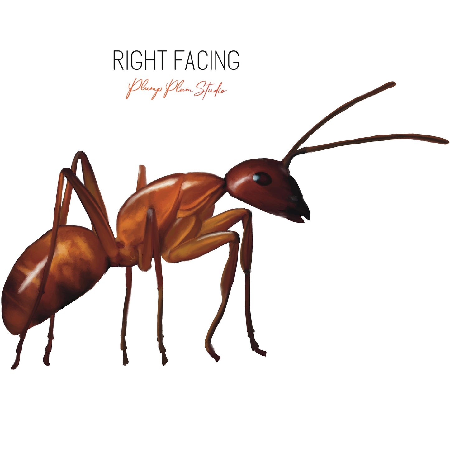 Realistic ant decal, indoor/outdoor vinyl ant sticker, unique cute little brown ant, nature lover gift, light switch, luxury vinyl car decal