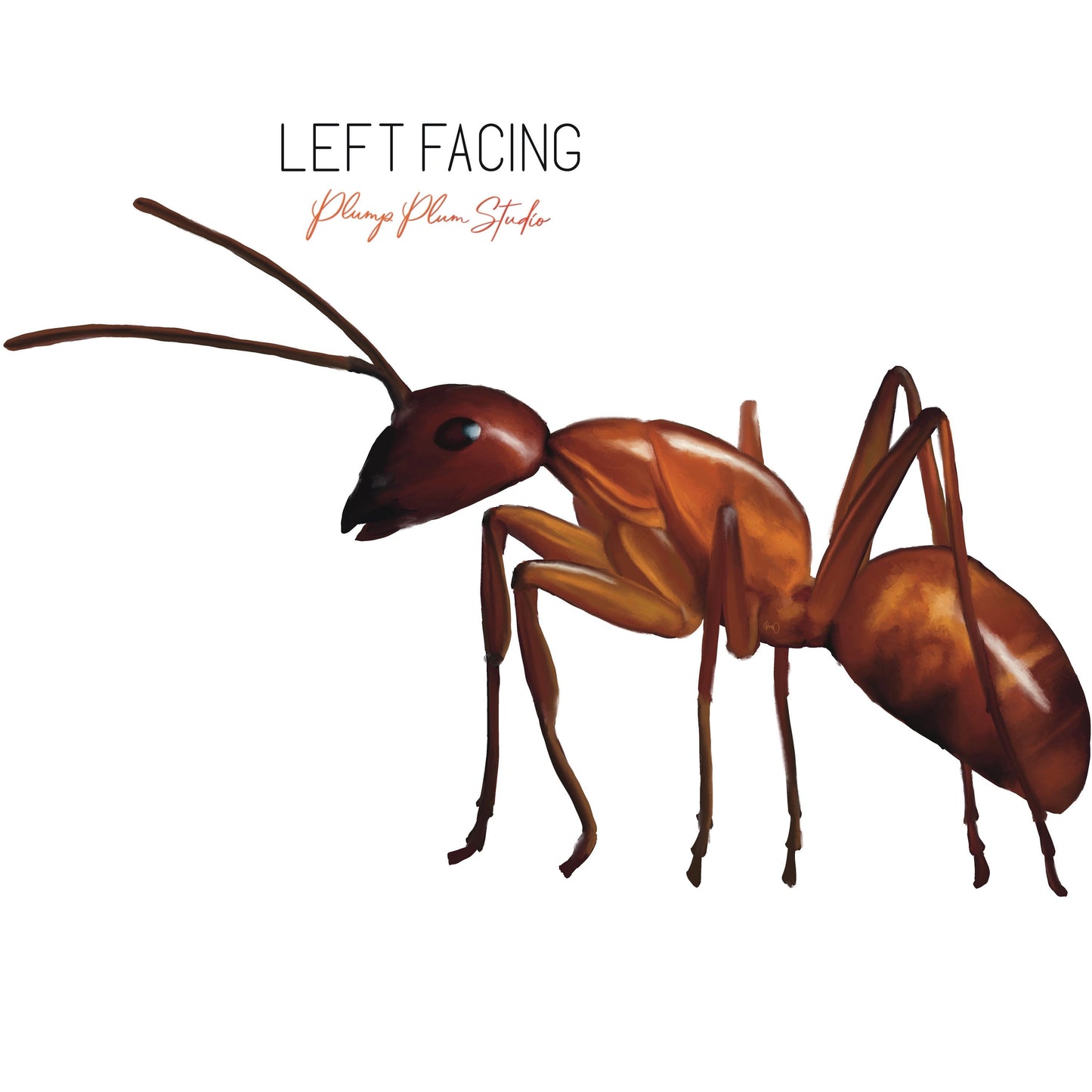 Realistic ant decal, indoor/outdoor vinyl ant sticker, unique cute little brown ant, nature lover gift, light switch, luxury vinyl car decal