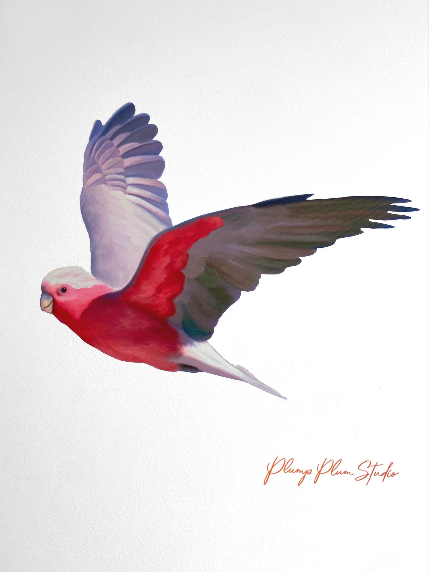 Flying Aussie Pink Galah wall decal, Australian bird, Galah sticker, Pink/grey parrot, Bird lover gift, vinyl car decal, window sticker