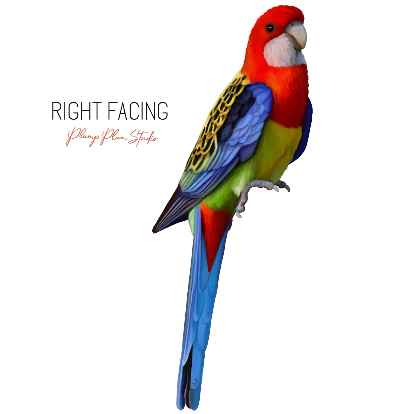 Eastern Rosella decal, Colourful bird sticker, light switch decal, Australian parrot decal, vinyl wall decal, indoor/outdoor vinyl decal