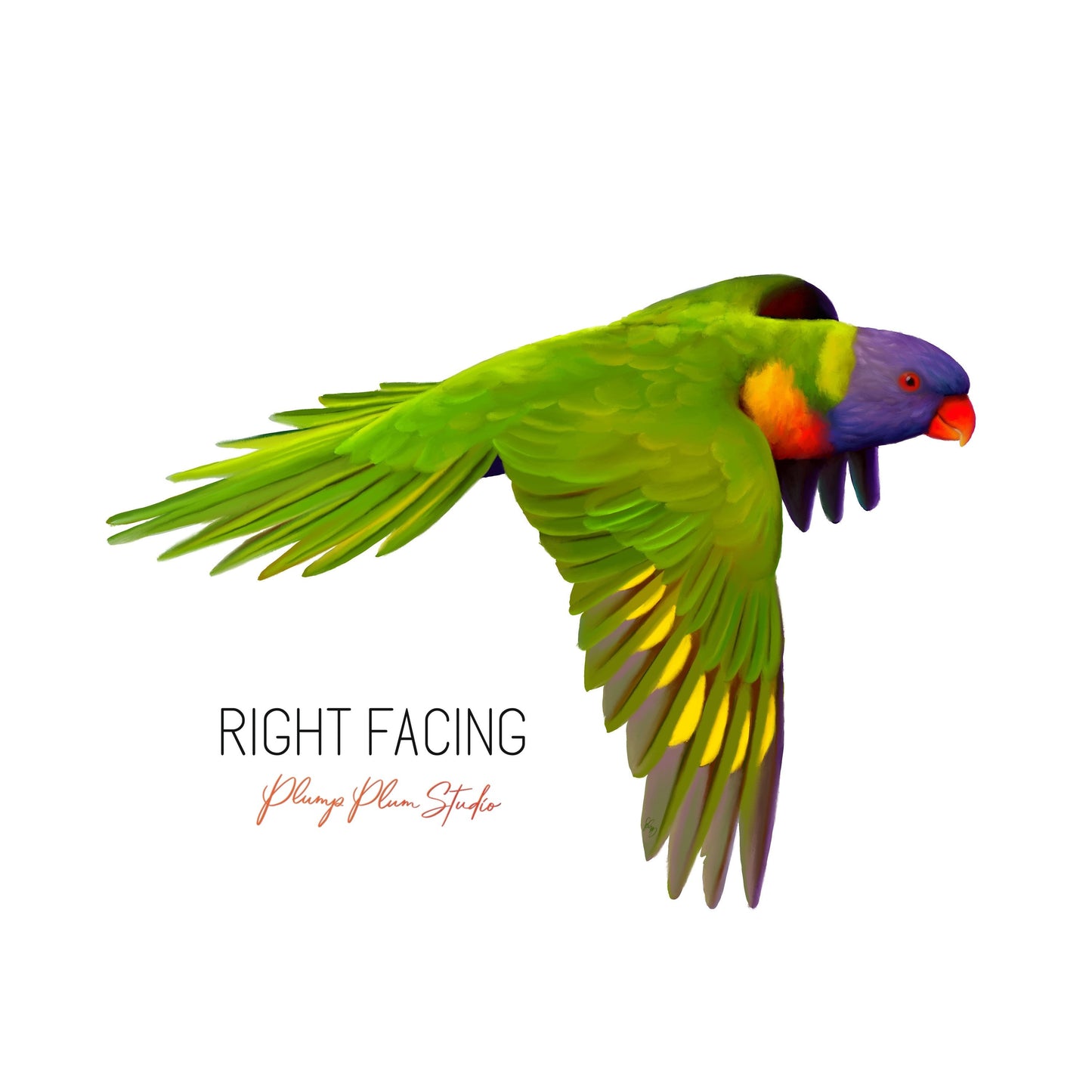 Flying Rainbow Lorikeet vinyl decal, light switch decal, car decal, Australian parrot decal, fabric textured vinyl, lorikeet parrot sticker
