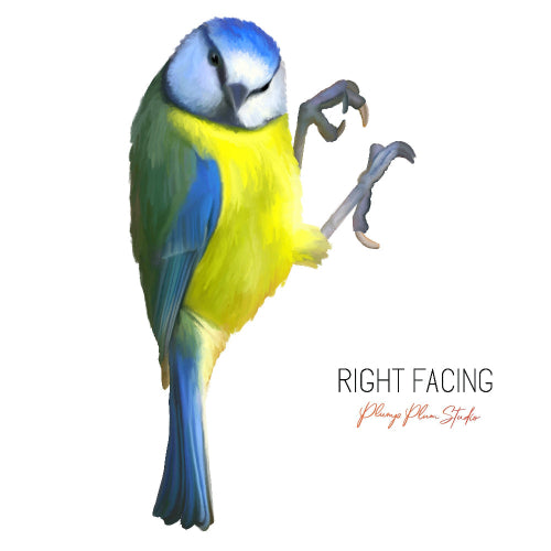 Adorable Little Blue Tit decal, Blue Tit sticker, little bird vinyl sticker, Blue/yellow bird, light switch decal, car decal, repositionable