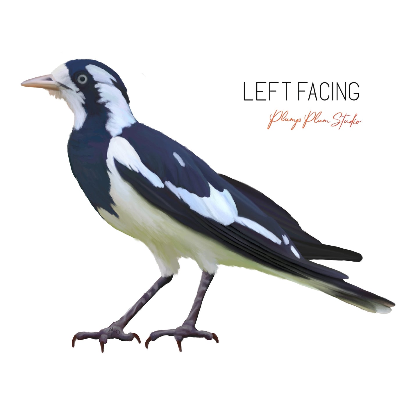 Magpie-lark bird decal, Black/white Peewee bird sticker, indoor/outdoor vinyl, light switch decal, Australian Peewit or mud lark bird decal