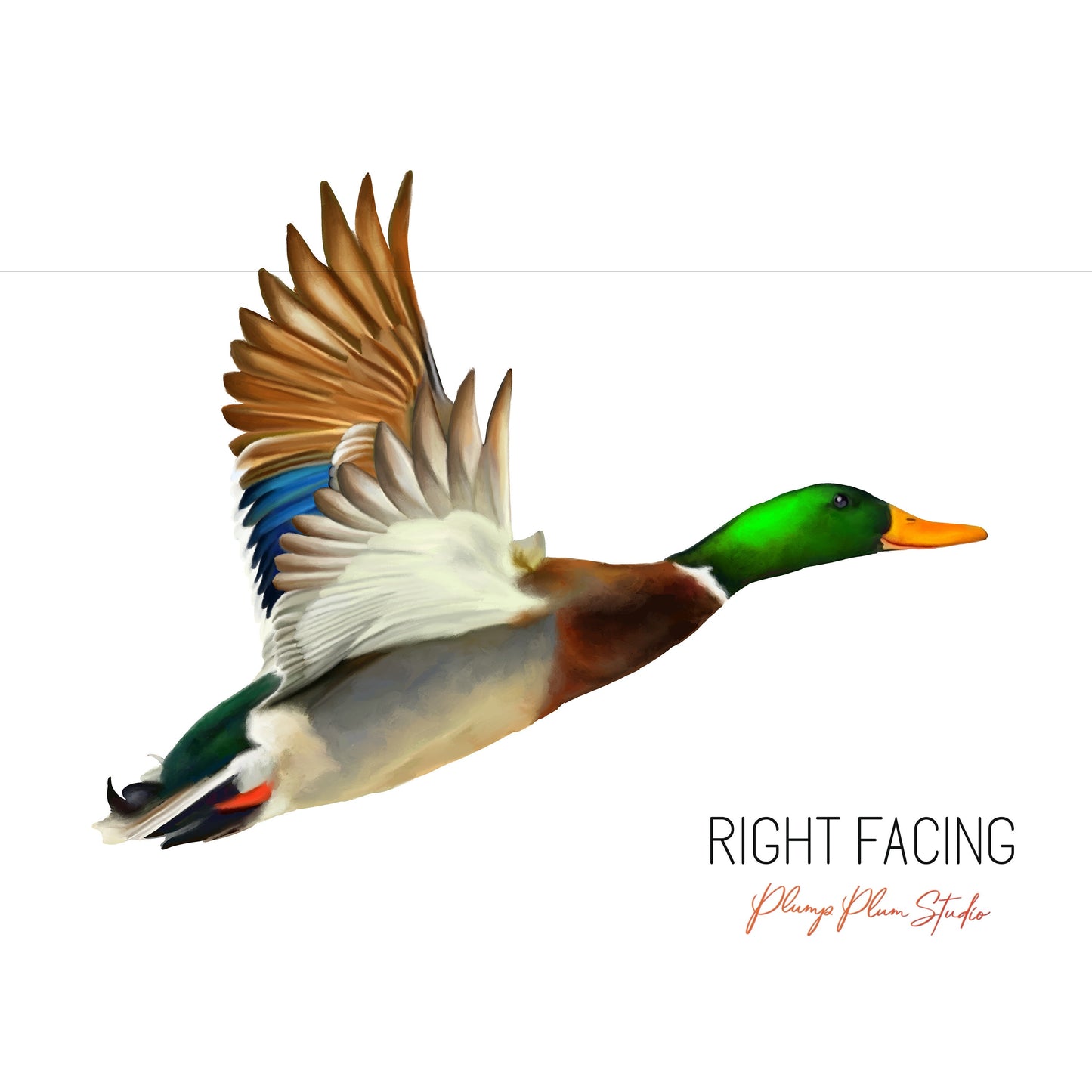 Mallard Drake decal, colourful realistic flying duck sticker, wild duck, fabric texture vinyl, bird lover gift, outdoor/indoor vinyl