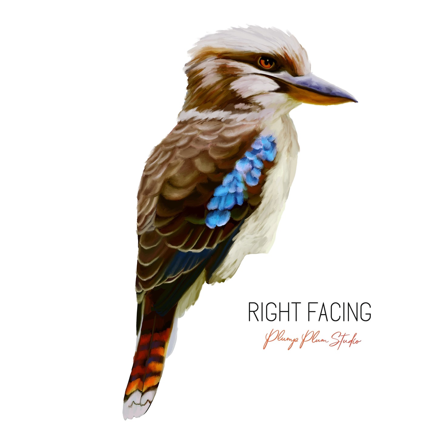 Kookaburra decal, laughing kookaburra sticker, Aussie themed decor, Realistic Australian kookaburra, peel/stick, luxury textured vinyl decal