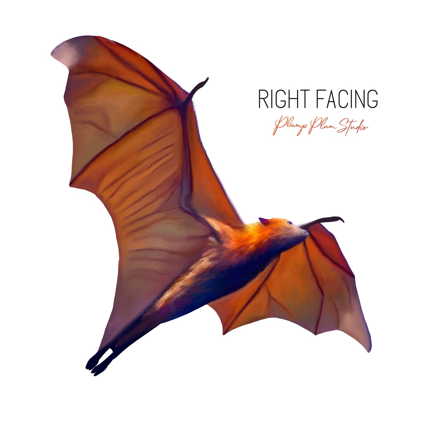 Flying Fruit bat, Flying Fox decal, Australian Fruit bat, Nature lover gift, Flying bat vinyl sticker, peel/stick, reusable vinyl wall decal