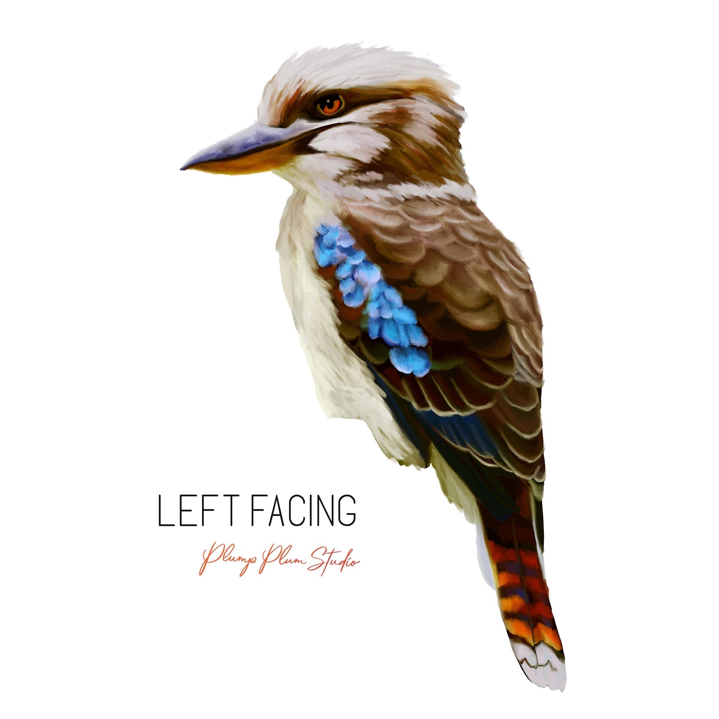 Kookaburra decal, laughing kookaburra sticker, Aussie themed decor, Realistic Australian kookaburra, peel/stick, luxury textured vinyl decal