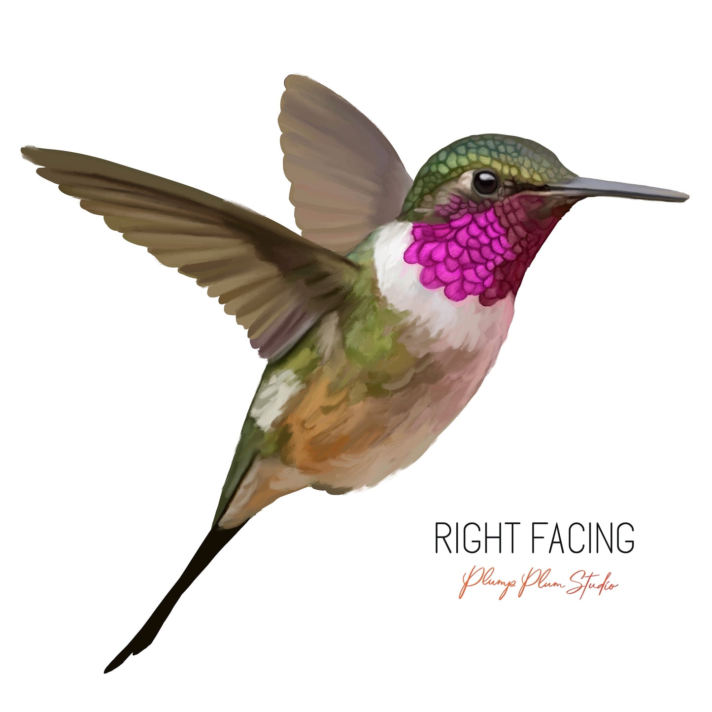 Hummingbird decal, Hummingbird sticker, repositionable peel/stick, light switch decal, realistic bird, cute vinyl car decal, textured vinyl