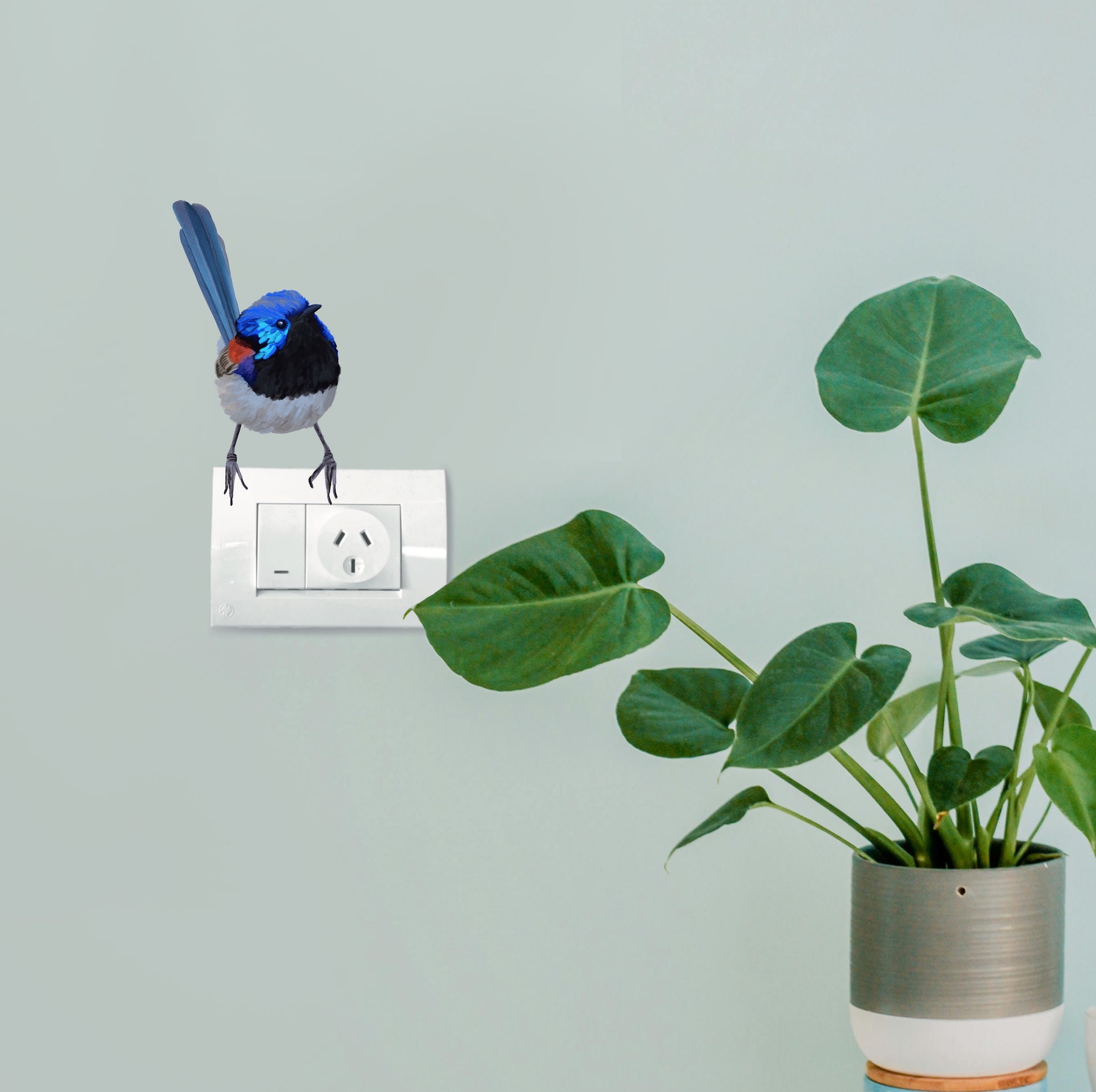 Small Fairy Wren bird sticker perched above a light switch, showing a seamless borderless finish on a colored wall.