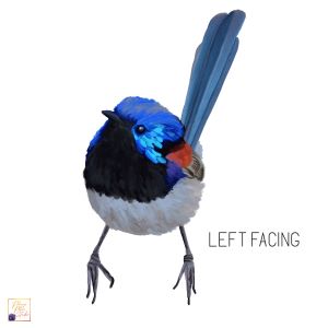 Left-facing Variegated fairy wren decal