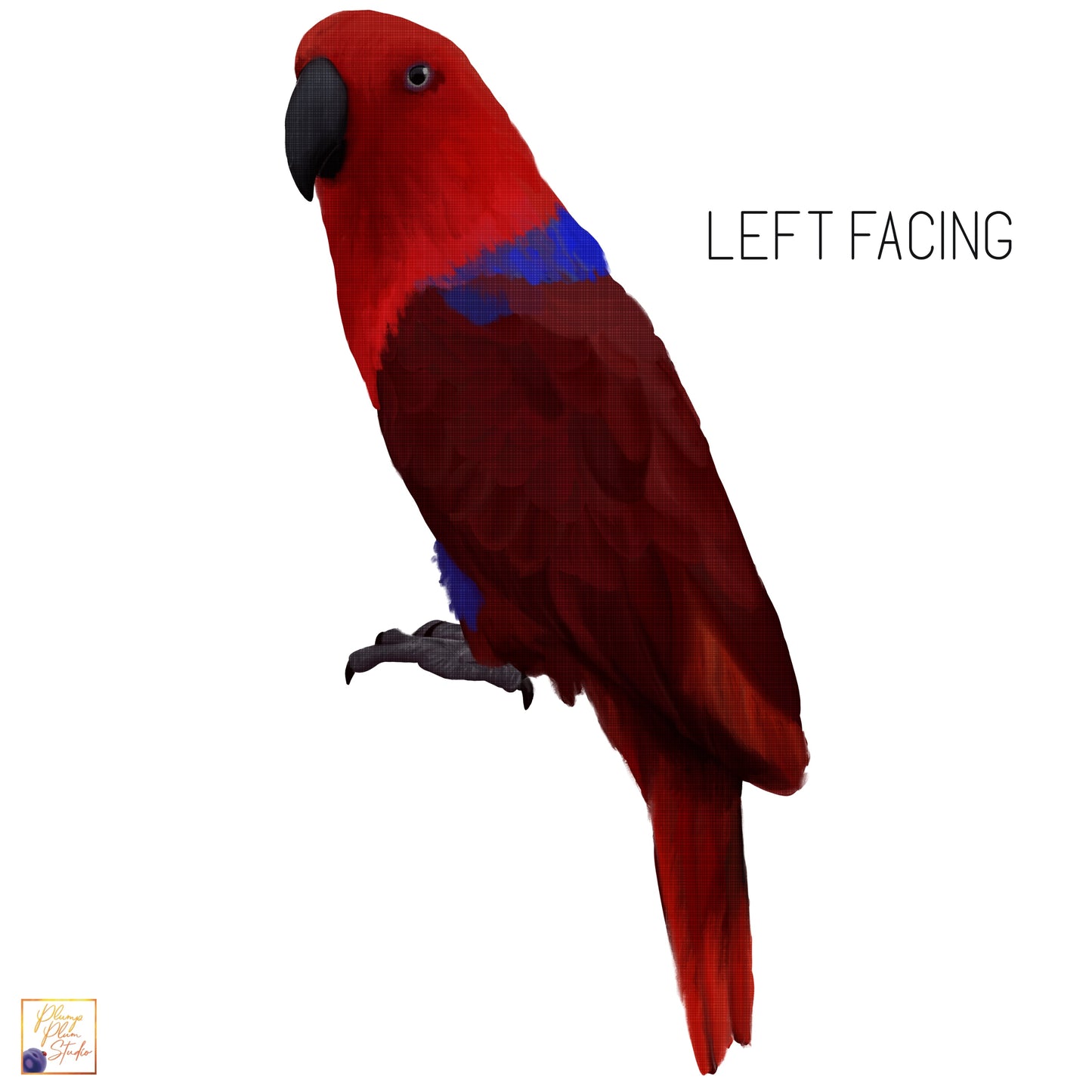 Left-facing female Eclectus parrot decal