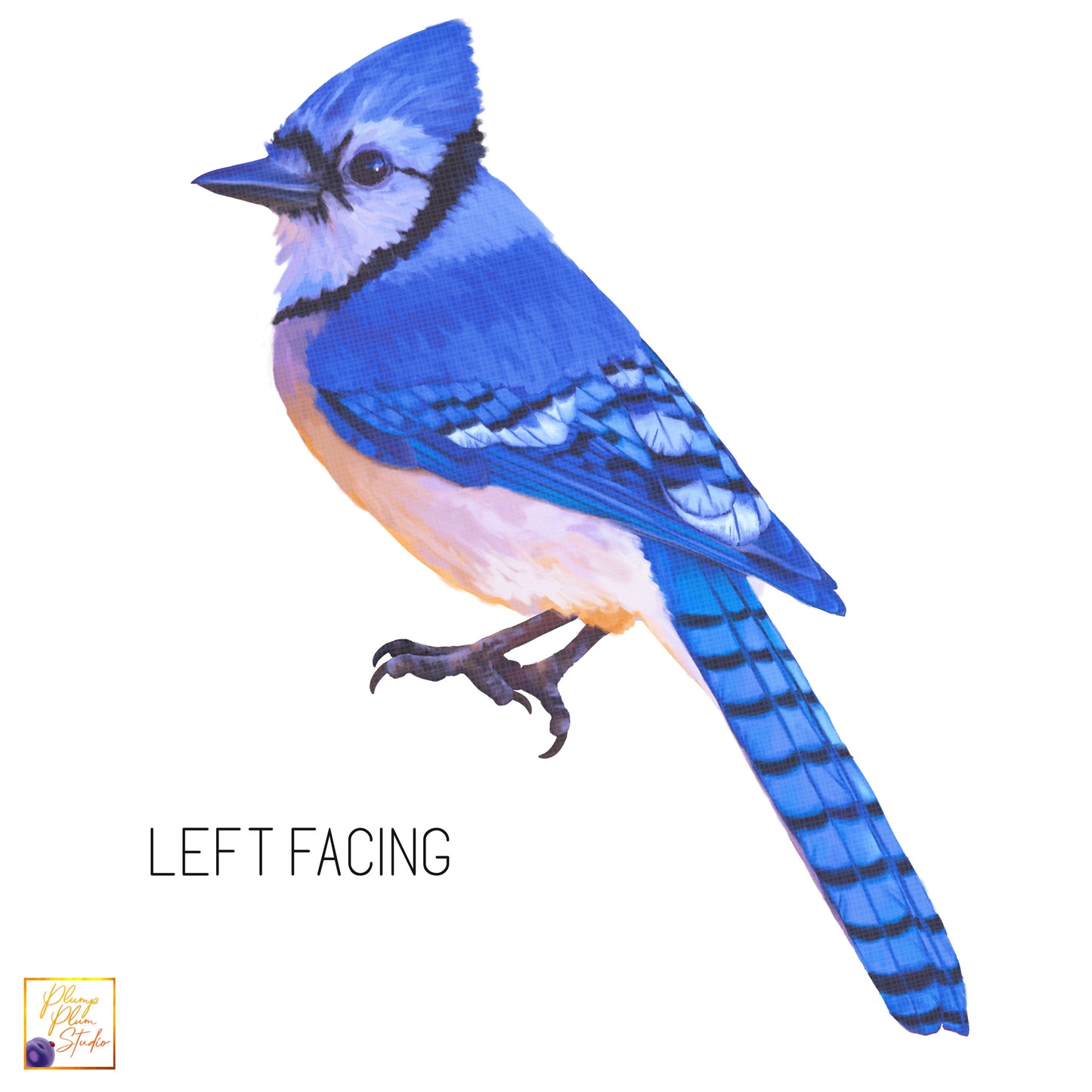Left facing Blue Jay textured vinyl decal