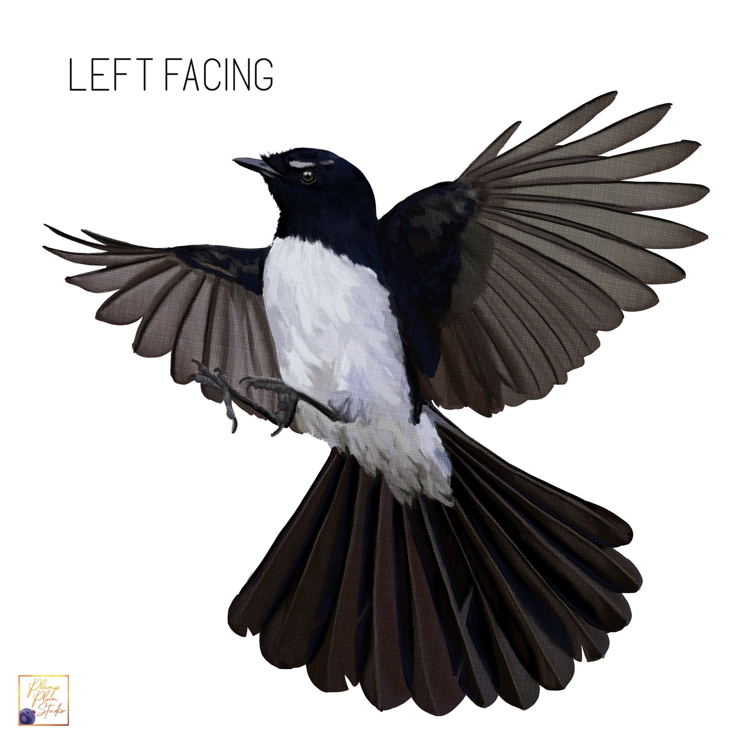 A vinyl decal of an illustration of a left-facing Australian Flying Willy Wagtail bird with black and white feathers.