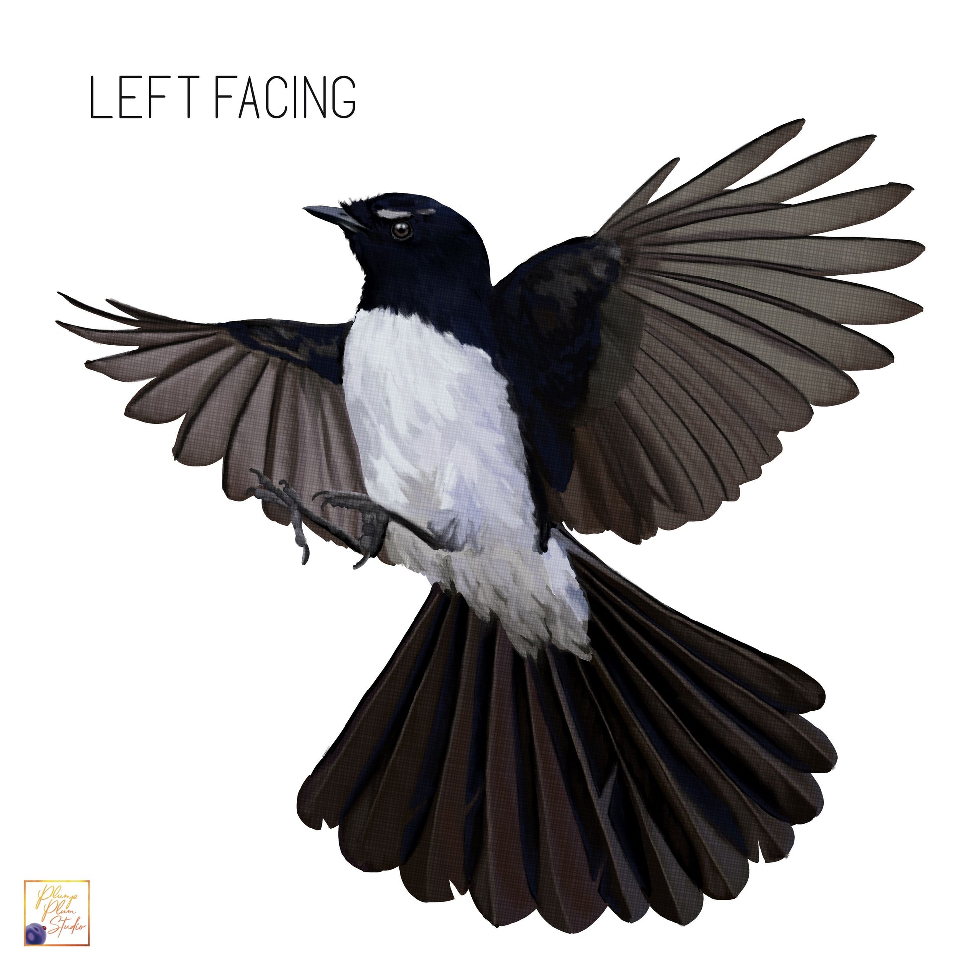 A vinyl decal of an illustration of a left-facing Australian Flying Willy Wagtail bird with black and white feathers.