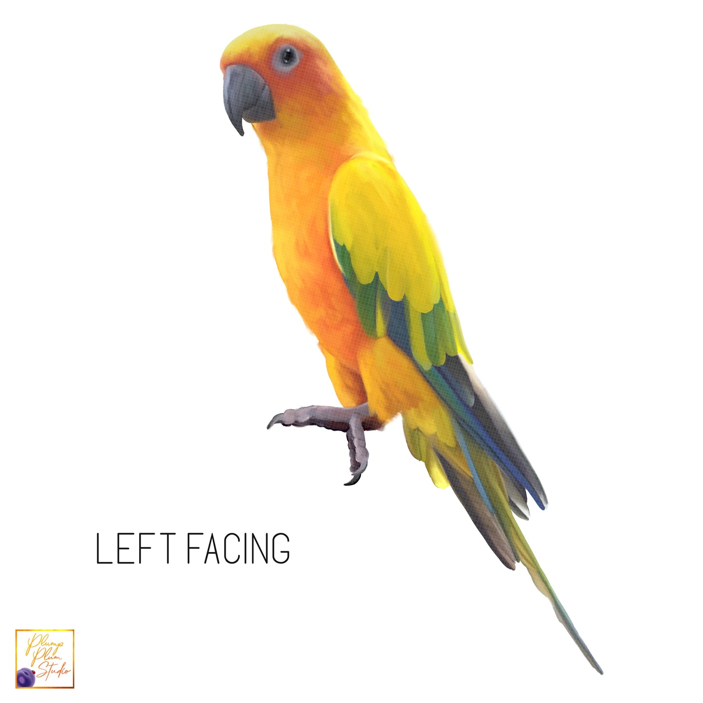 Left facing sun conure bird texture sticker