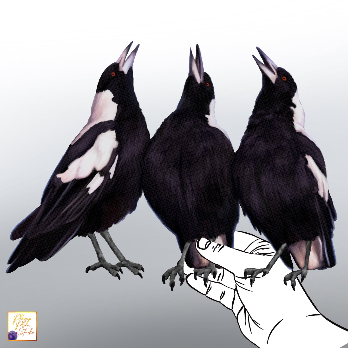 Realistic hand-drawn trio of Australian Magpies in a warbling pose on luxury matte textured vinyl.