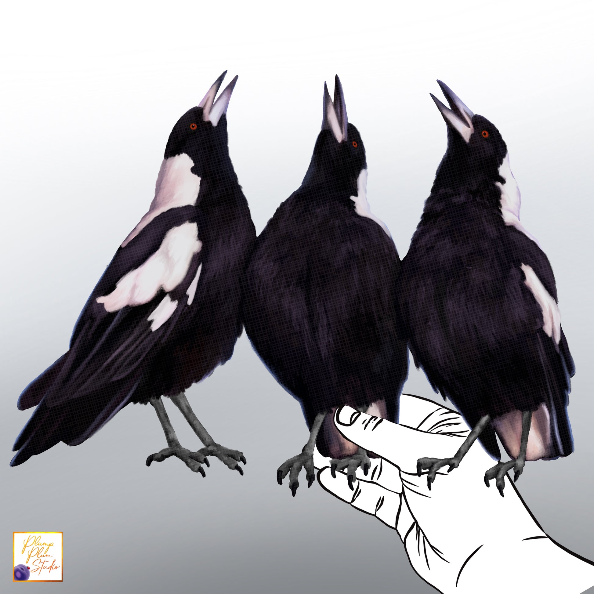 Realistic hand-drawn trio of Australian Magpies in a warbling pose on luxury matte textured vinyl.