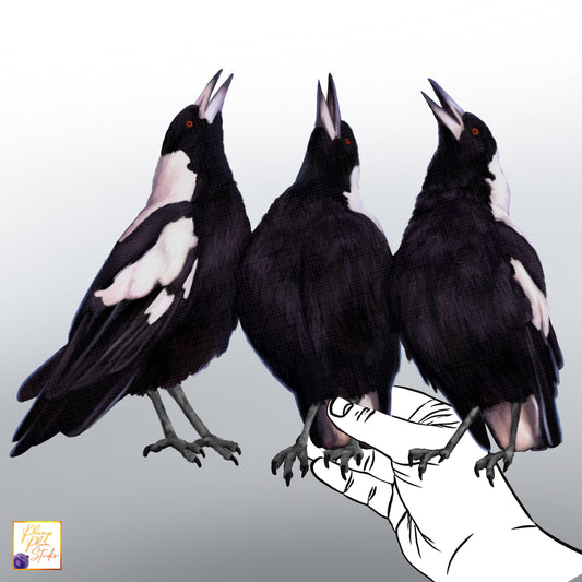 Realistic hand-drawn trio of Australian Magpies in a warbling pose on luxury matte textured vinyl.
