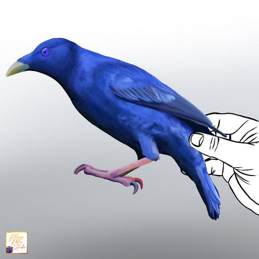 Realistic hand-drawn male Satin Bowerbird decal with iridescent blue-black plumage on luxury matte textured vinyl.