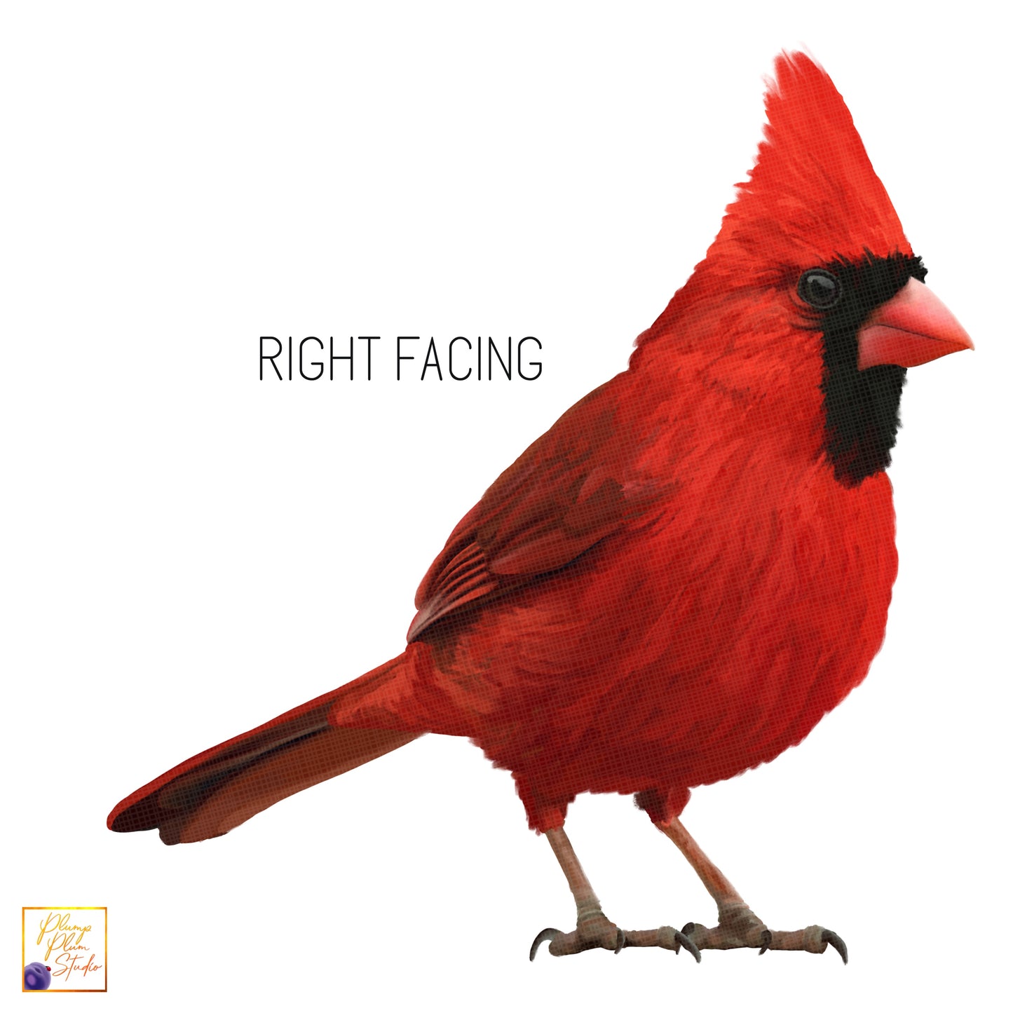 Red Cardinal right facing vinyl sticker