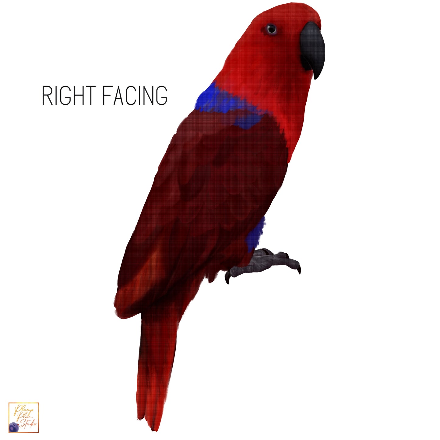 Right-facing female Eclectus parrot decal