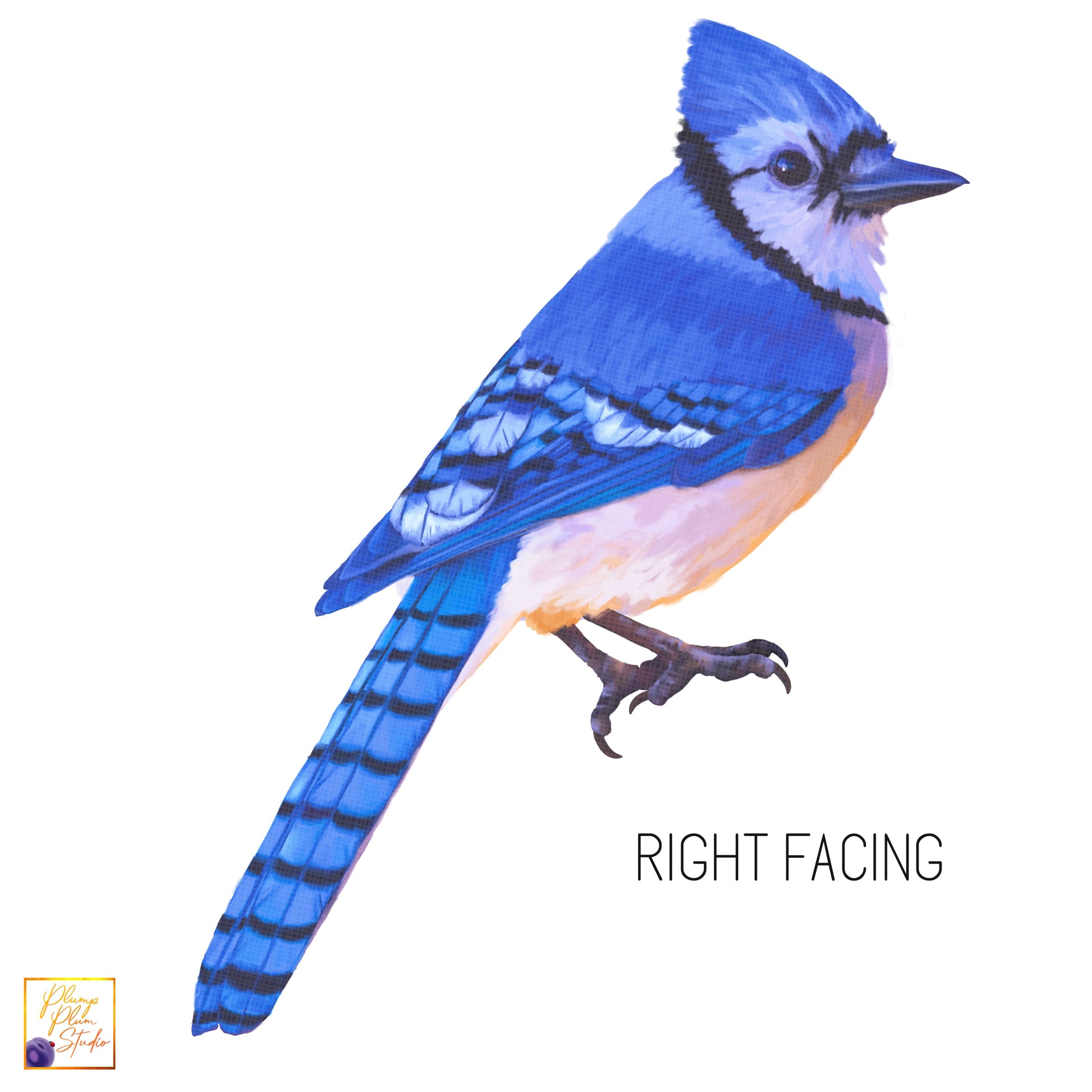 Right facing Blue Jay textured vinyl decal