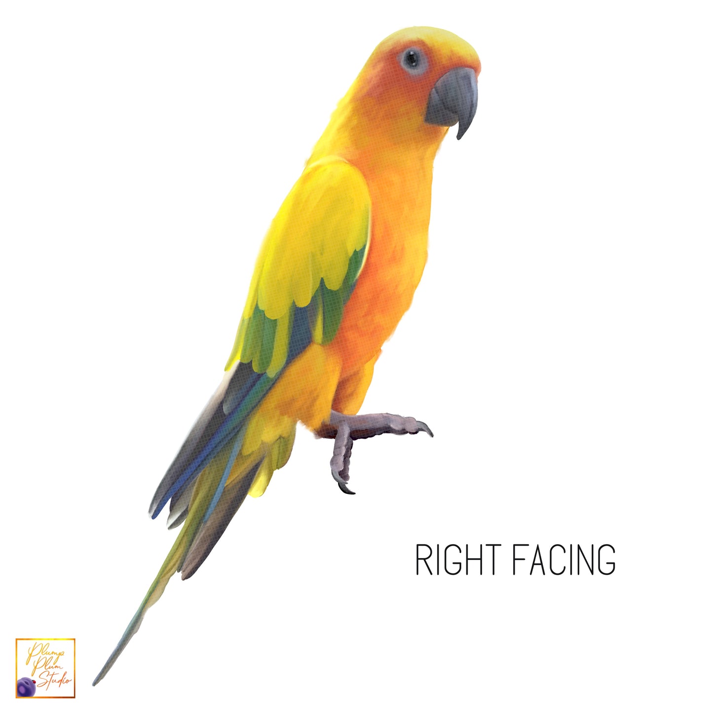 Right facing sun conure bird textured vinyl decal sticker
