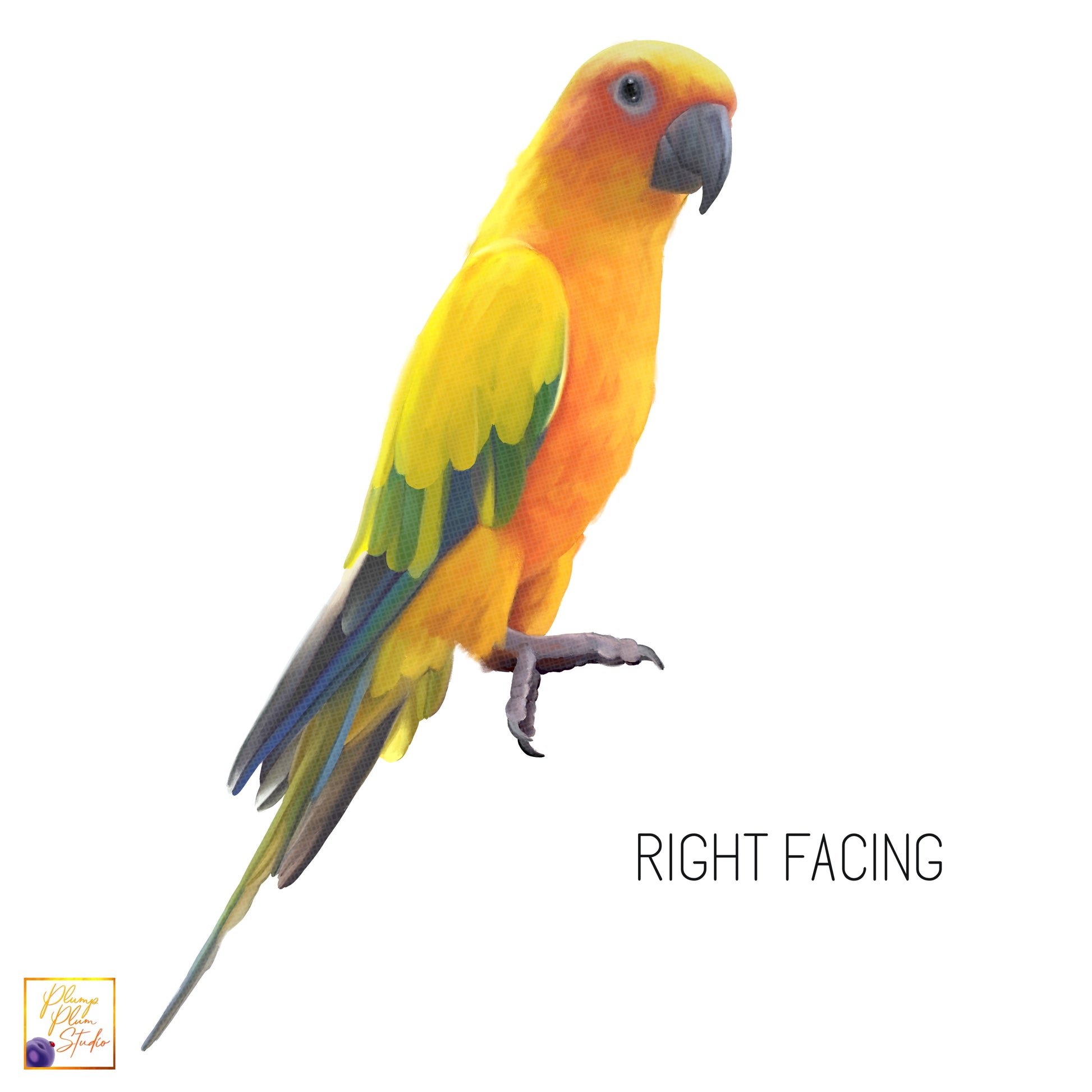 Right facing sun conure bird textured vinyl decal sticker
