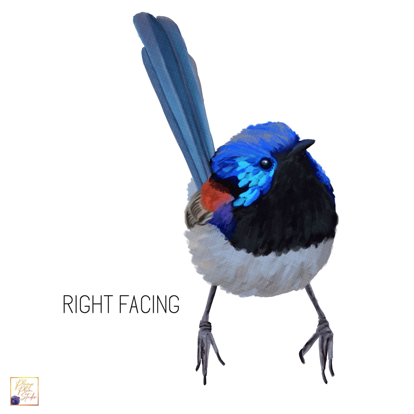 Right-facing Variegated fairy wren decal