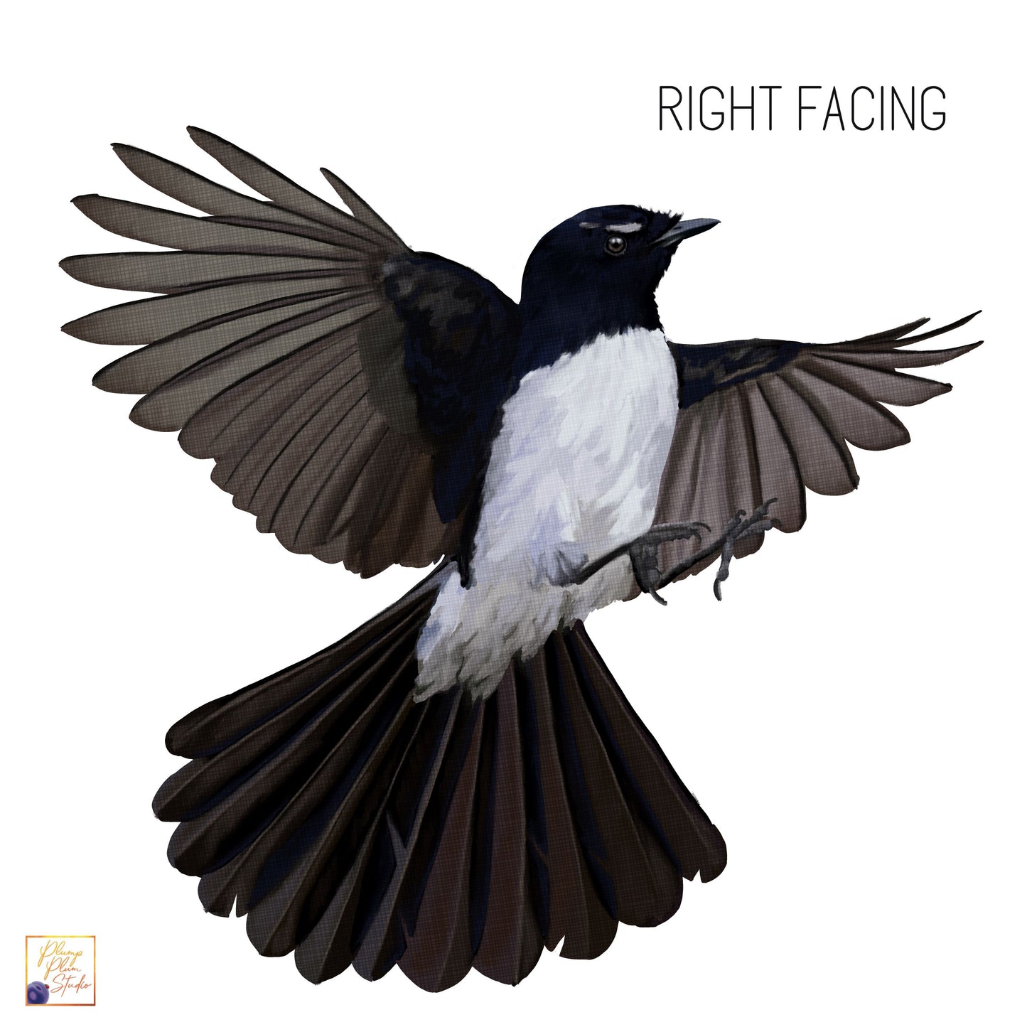 A vinyl decal of an illustration of a right-facing Australian Flying Willy Wagtail bird with black and white feathers.