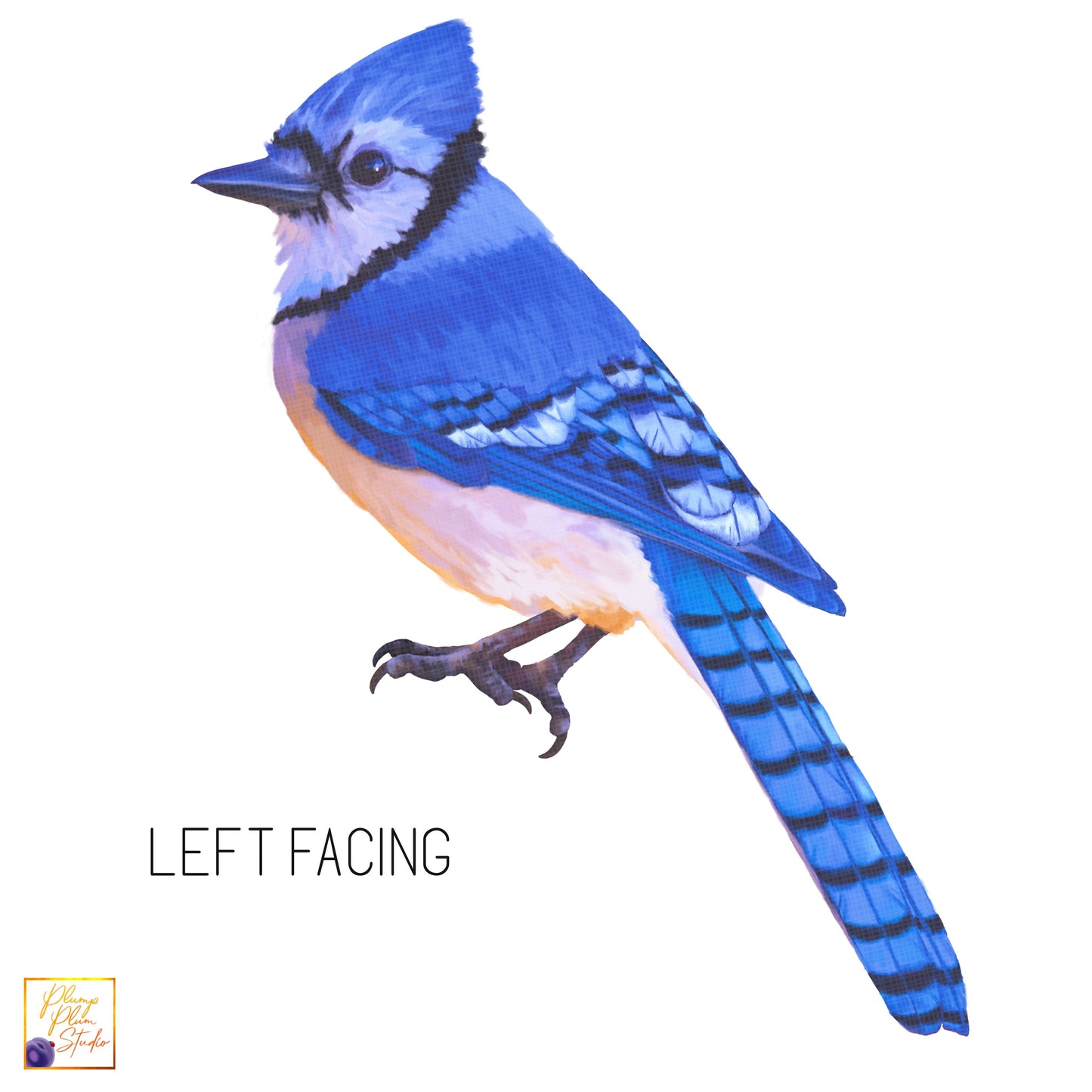 Gorgeous Blue Jay decal, American blue/white Blue Jay sticker, light switch decal, cute bird, textured vinyl car decal, indoor/outdoor