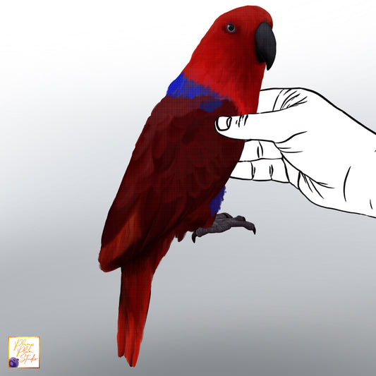 Realistic hand-drawn female Eclectus parrot wall decal in vibrant red and blue, perched on a white surface.