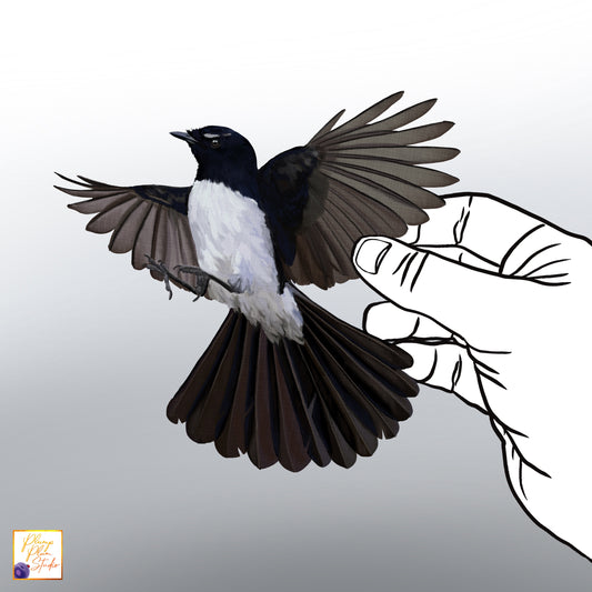 Hand-drawn flying Willy Wagtail bird decal, realistic black and white Australian bird art on luxury textured vinyl