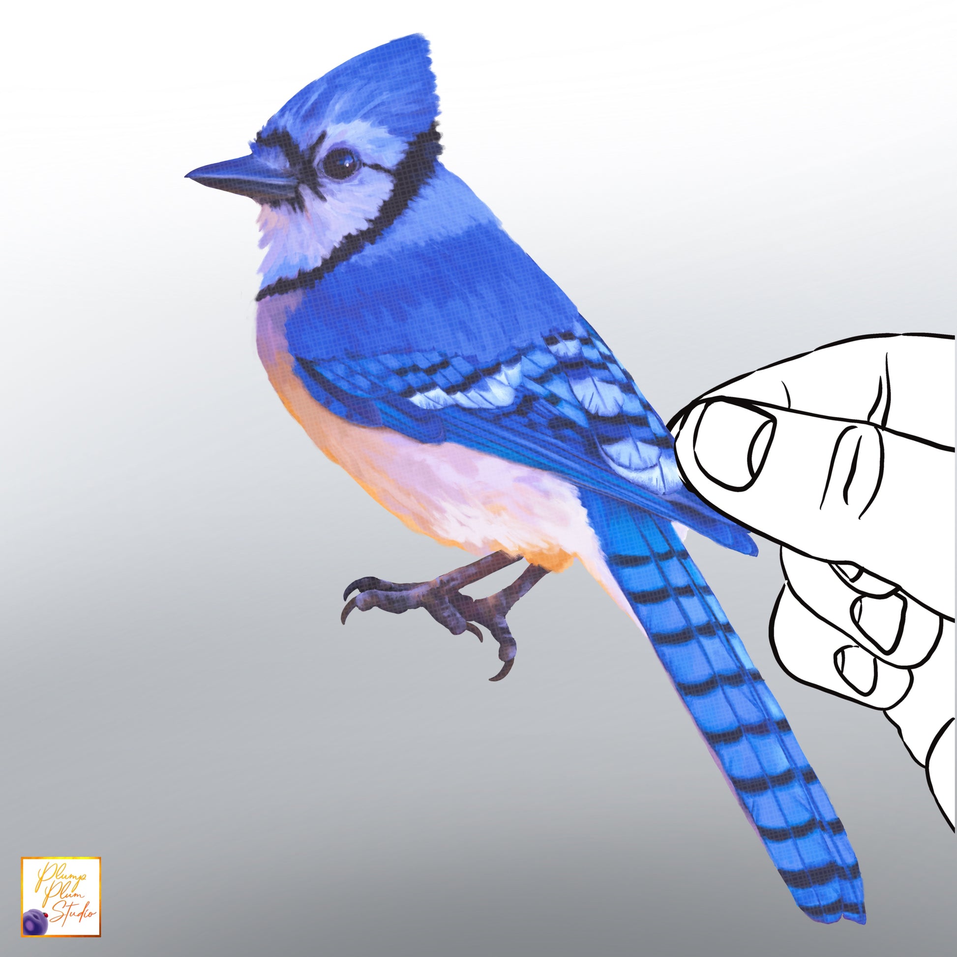 Realistic hand-drawn Blue Jay bird decal with vibrant blue and white plumage on luxury matte textured vinyl.