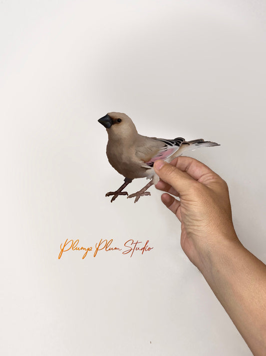 Realistic hand-drawn Australian Desert Finch decal in soft brown and pink tones on luxury matte textured vinyl.