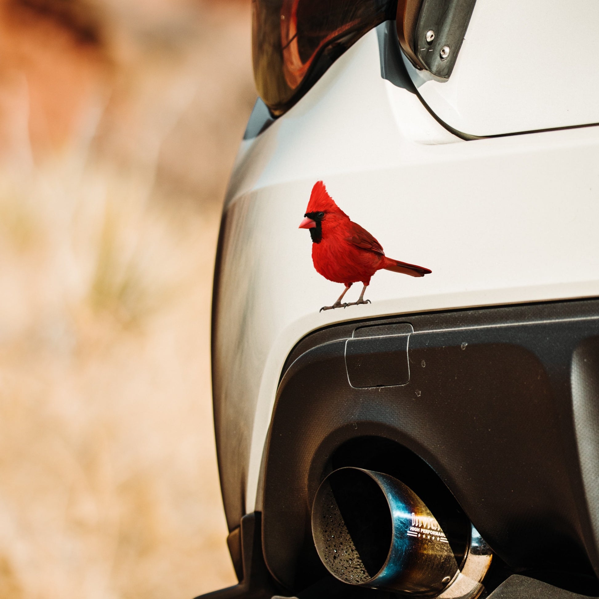 Realistic Red Cardinal vinyl decal for walls, cars and home décor