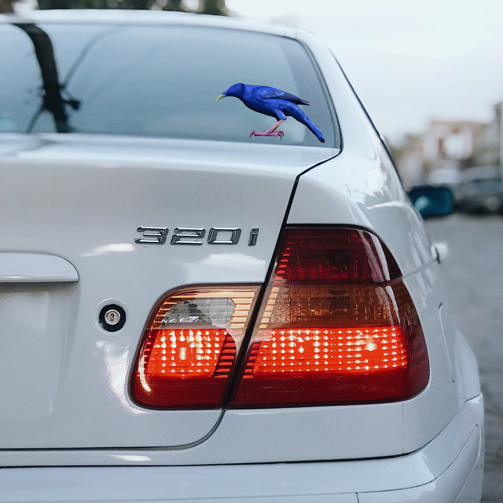 Waterproof Satin Bowerbird vinyl decal on a car window, featuring fade-resistant hand-illustrated Australian wildlife art