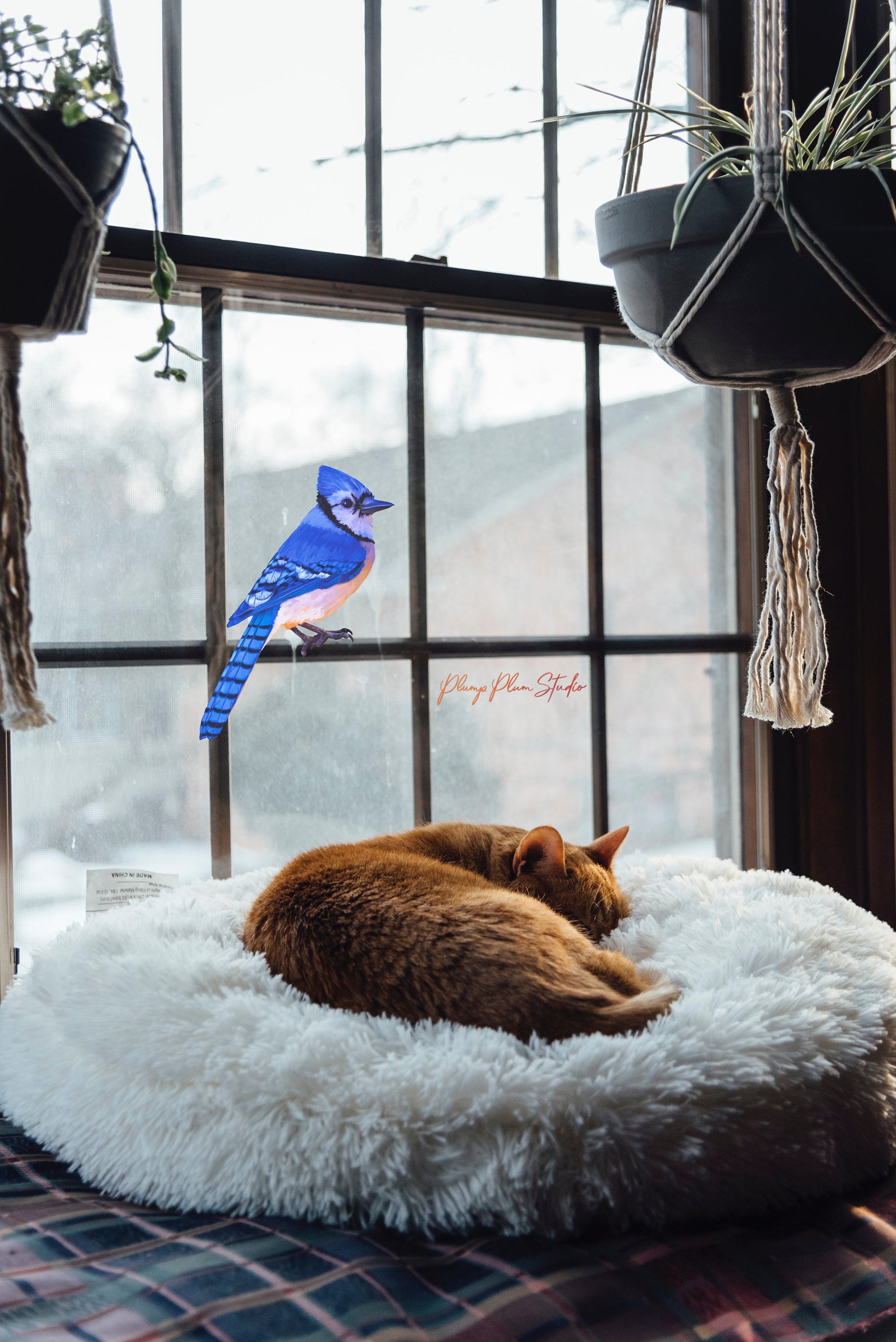 Water-resistant Blue Jay vinyl decal applied to window, featuring fade-resistant hand-illustrated artwork.