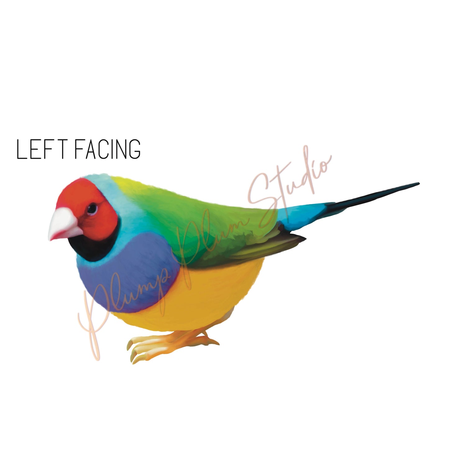 Rainbow Finch decal, Gouldian Finch sticker, outdoor/indoor, light switch decal, cute little bird, vinyl wall decal, repositionable vinyl