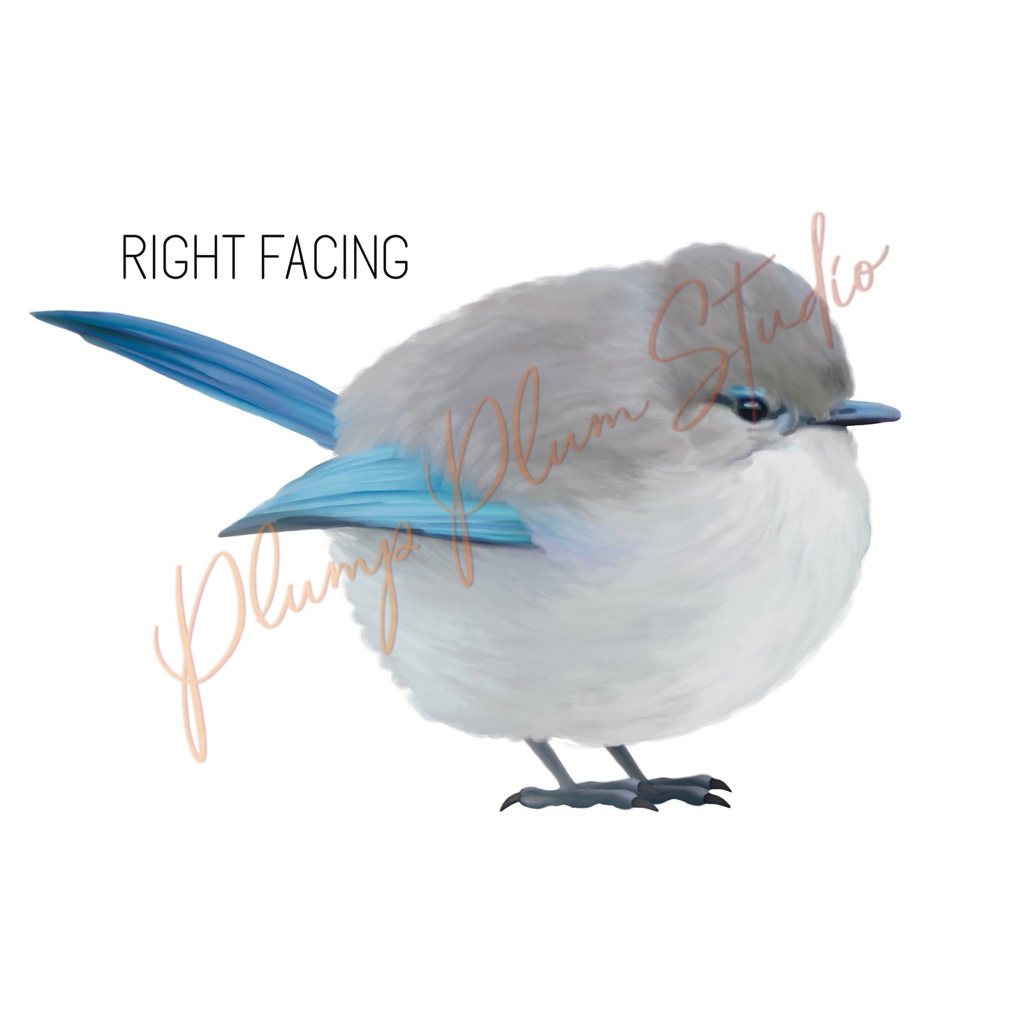 Superb fairy blue wren decal, Australian fairy wren sticker, peel/stick, light switch decal, cute little bird decal, luxury textured vinyl