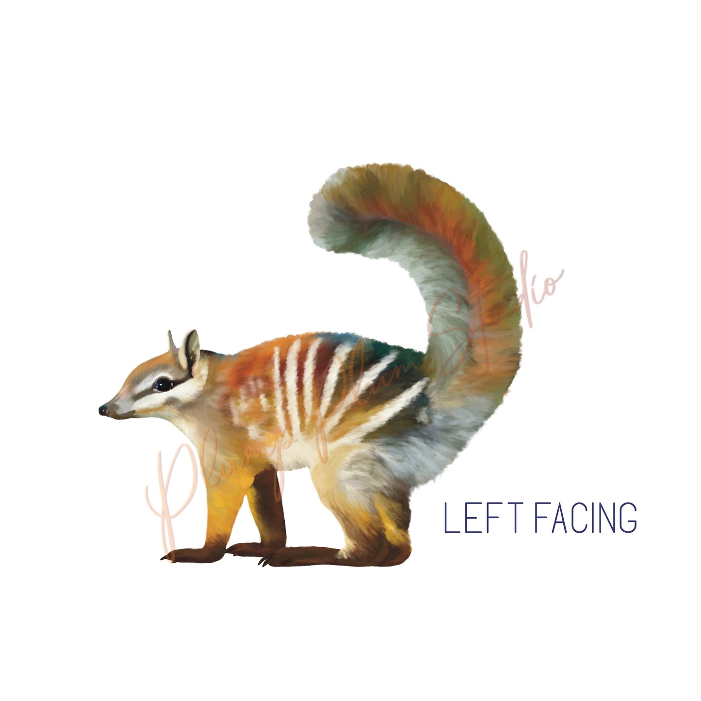 Realistic Numbat decal, indoor/outdoor luxury vinyl, illustrated Numbat sticker, Australian marsupial, fabric texture vinyl decal